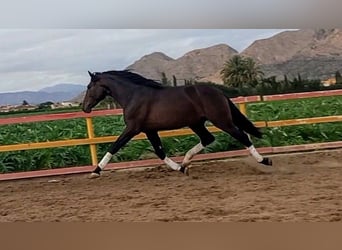 PRE, Stallion, 2 years, 16,3 hh, Brown