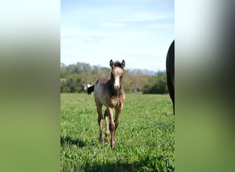 PRE, Stallion, 2 years, 16 hh