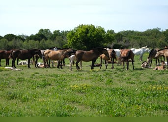 PRE, Stallion, 2 years, 16 hh