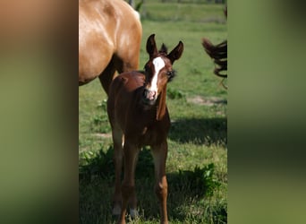 PRE, Stallion, 2 years, 16 hh