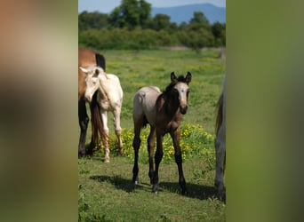 PRE, Stallion, 2 years, 16 hh