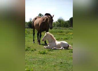 PRE, Stallion, 2 years, 16 hh