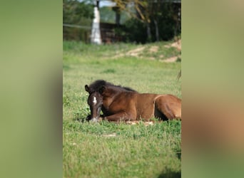 PRE, Stallion, 2 years, 16 hh