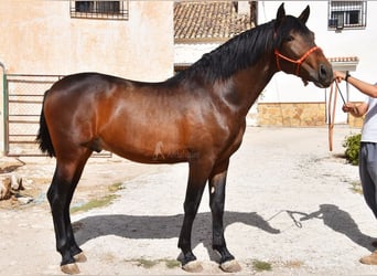 PRE Mix, Stallion, 2 years, 16 hh