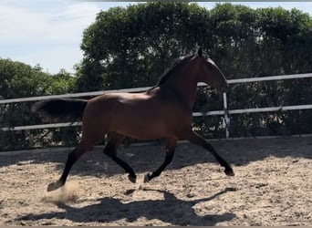 PRE, Stallion, 2 years, 16 hh, Bay