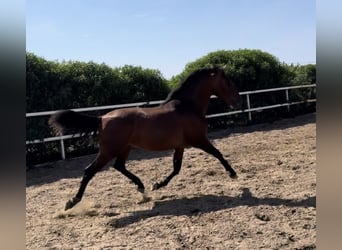 PRE, Stallion, 2 years, 16 hh, Bay