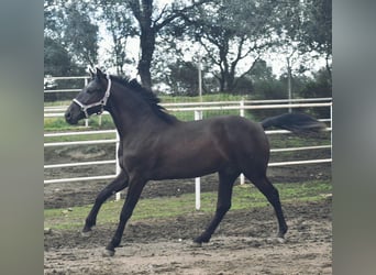 PRE, Stallion, 2 years, 16 hh, Black