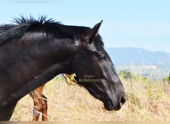 PRE, Stallion, 2 years, 16 hh, Black