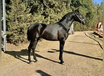 PRE, Stallion, 2 years, 16 hh, Black