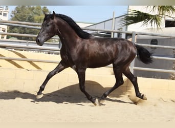 PRE, Stallion, 2 years, 16 hh, Black