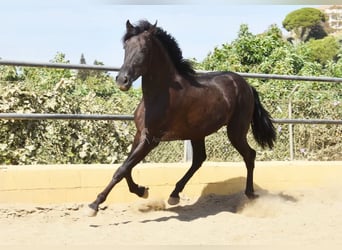 PRE, Stallion, 2 years, 16 hh, Black