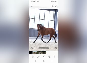 PRE, Stallion, 2 years, 16 hh, Brown