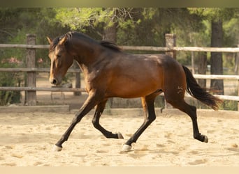 PRE Mix, Stallion, 2 years, 16 hh, Brown