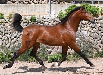 PRE Mix, Stallion, 2 years, 16 hh, Brown
