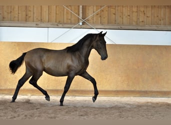 PRE Mix, Stallion, 2 years, 16 hh, Brown