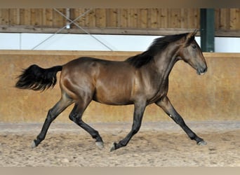 PRE, Stallion, 2 years, 16 hh, Brown