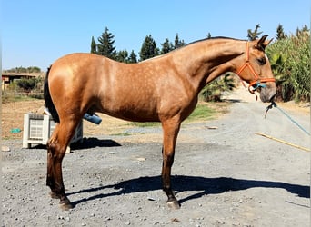 PRE, Stallion, 2 years, 16 hh, Buckskin