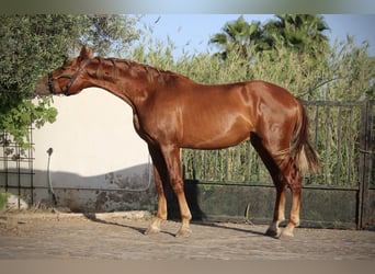 PRE Mix, Stallion, 2 years, 16 hh, Chestnut-Red