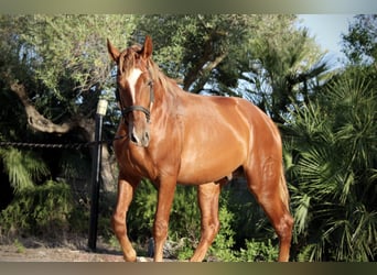 PRE Mix, Stallion, 2 years, 16 hh, Chestnut-Red