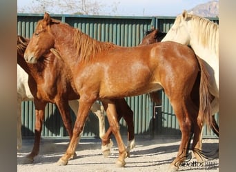 PRE, Stallion, 2 years, 16 hh, Chestnut-Red