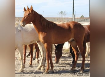 PRE, Stallion, 2 years, 16 hh, Chestnut-Red