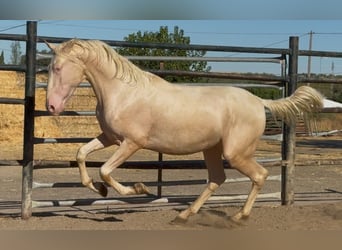 PRE Mix, Stallion, 2 years, 16 hh, Cremello