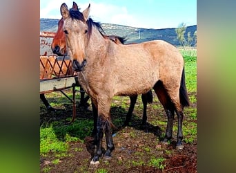 PRE Mix, Stallion, 2 years, 16 hh, Dun