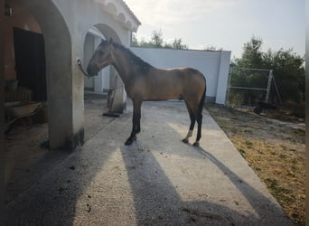PRE, Stallion, 2 years, 16 hh, Dun
