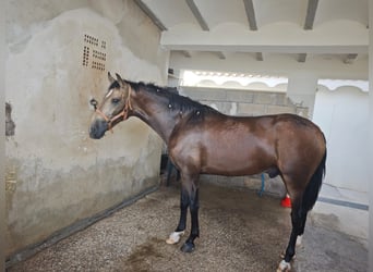 PRE, Stallion, 2 years, 16 hh, Dun