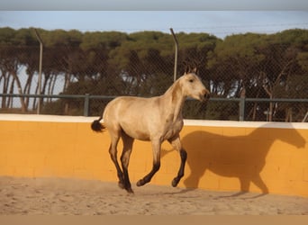 PRE Mix, Stallion, 2 years, 16 hh, Dun