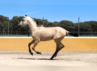 PRE Mix, Stallion, 2 years, 16 hh, Dun