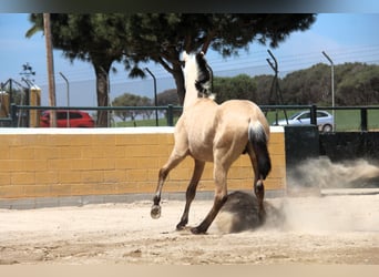 PRE Mix, Stallion, 2 years, 16 hh, Dun