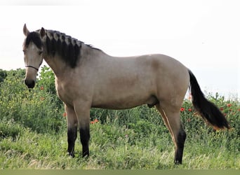 PRE Mix, Stallion, 2 years, 16 hh, Dun