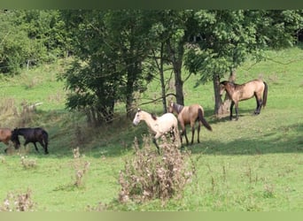 PRE, Stallion, 2 years, 16 hh, Gray-Dark-Tan