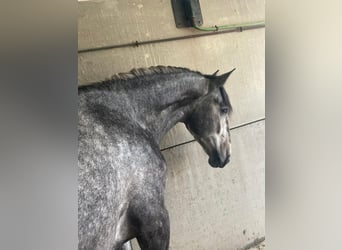 PRE Mix, Stallion, 2 years, 16 hh, Gray