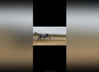 PRE Mix, Stallion, 2 years, 16 hh, Gray