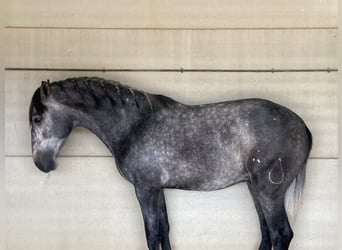 PRE Mix, Stallion, 2 years, 16 hh, Gray