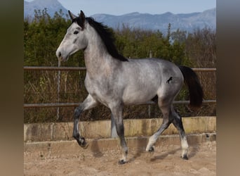 PRE, Stallion, 2 years, 16 hh, Gray