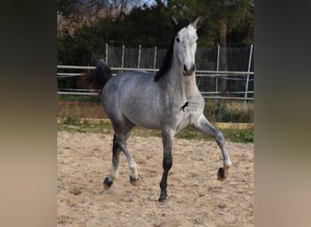 PRE, Stallion, 2 years, 16 hh, Gray