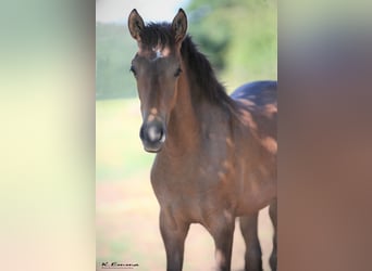 PRE, Stallion, 2 years, 16 hh, Gray-Red-Tan