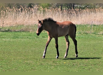 PRE, Stallion, 2 years, 16 hh, Gray-Red-Tan