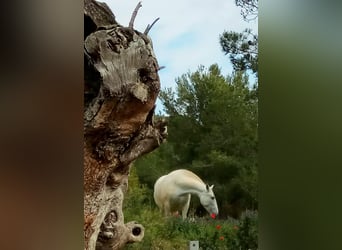 PRE Mix, Stallion, 2 years, 16 hh, Grey