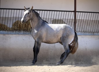PRE Mix, Stallion, 2 years, 16 hh, Grey