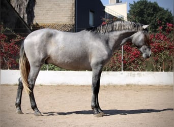 PRE Mix, Stallion, 2 years, 16 hh, Grey