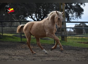 PRE, Stallion, 2 years, 16 hh, Palomino