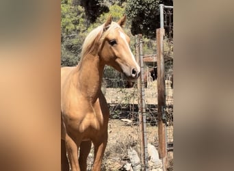 PRE Mix, Stallion, 2 years, 16 hh, Palomino