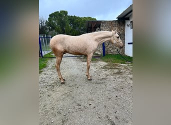 PRE, Stallion, 2 years, 16 hh, Palomino