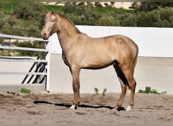 PRE, Stallion, 2 years, 16 hh, Pearl