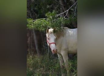 PRE Mix, Stallion, 2 years, 16 hh, Perlino