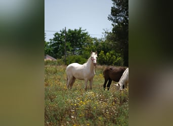 PRE Mix, Stallion, 2 years, 16 hh, Perlino